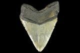 Huge, Fossil Megalodon Tooth - North Carolina #158230-2
